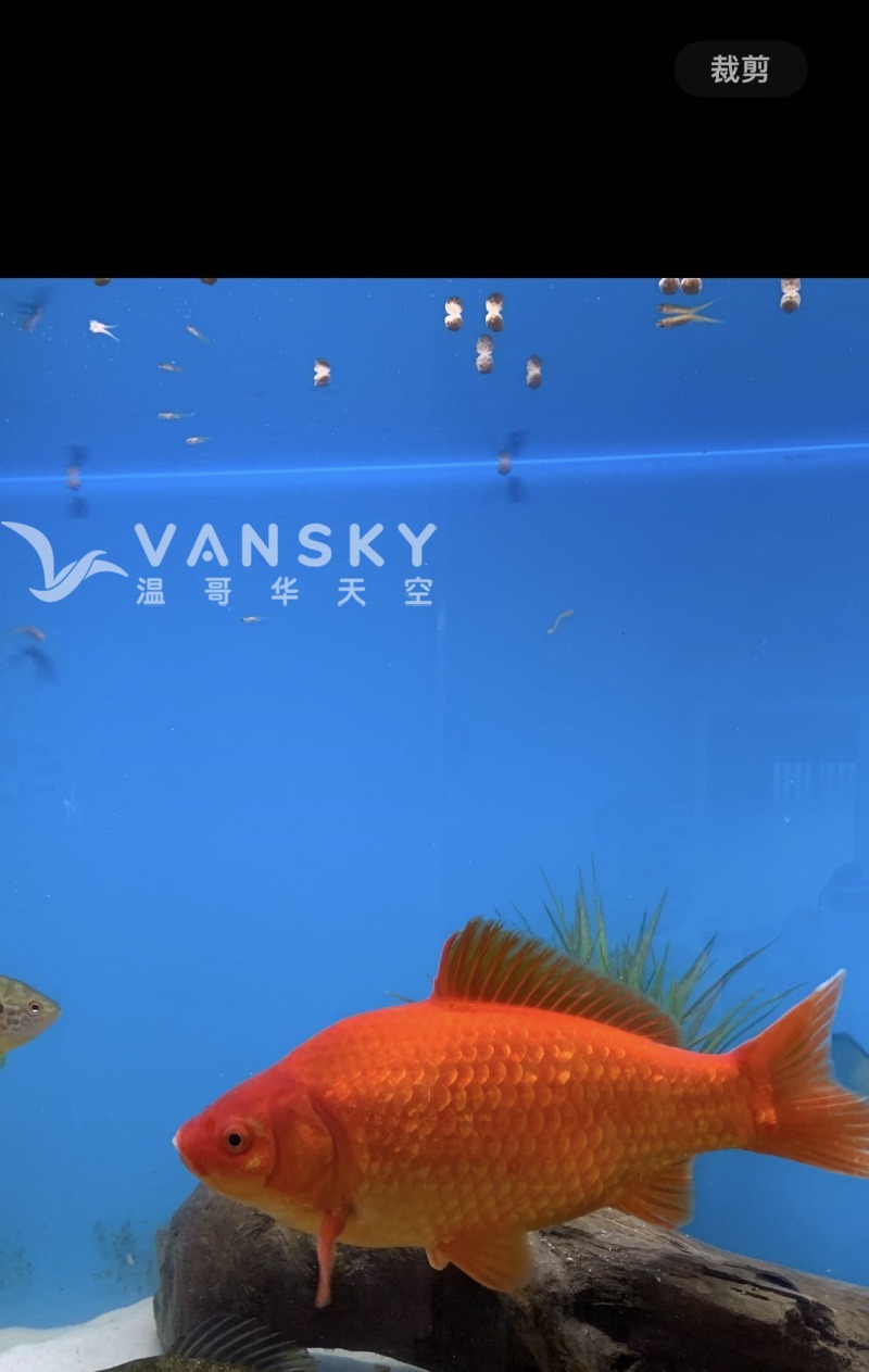 241119173009_gold fish.jpg